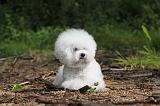 BICHON FRISE 173